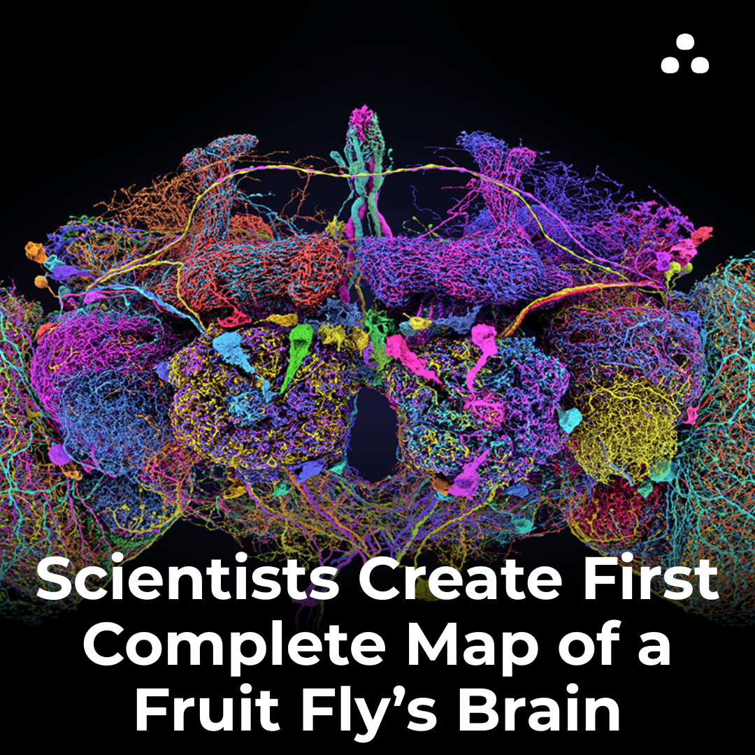 What did scientists do with a fly’s brain in 2024?